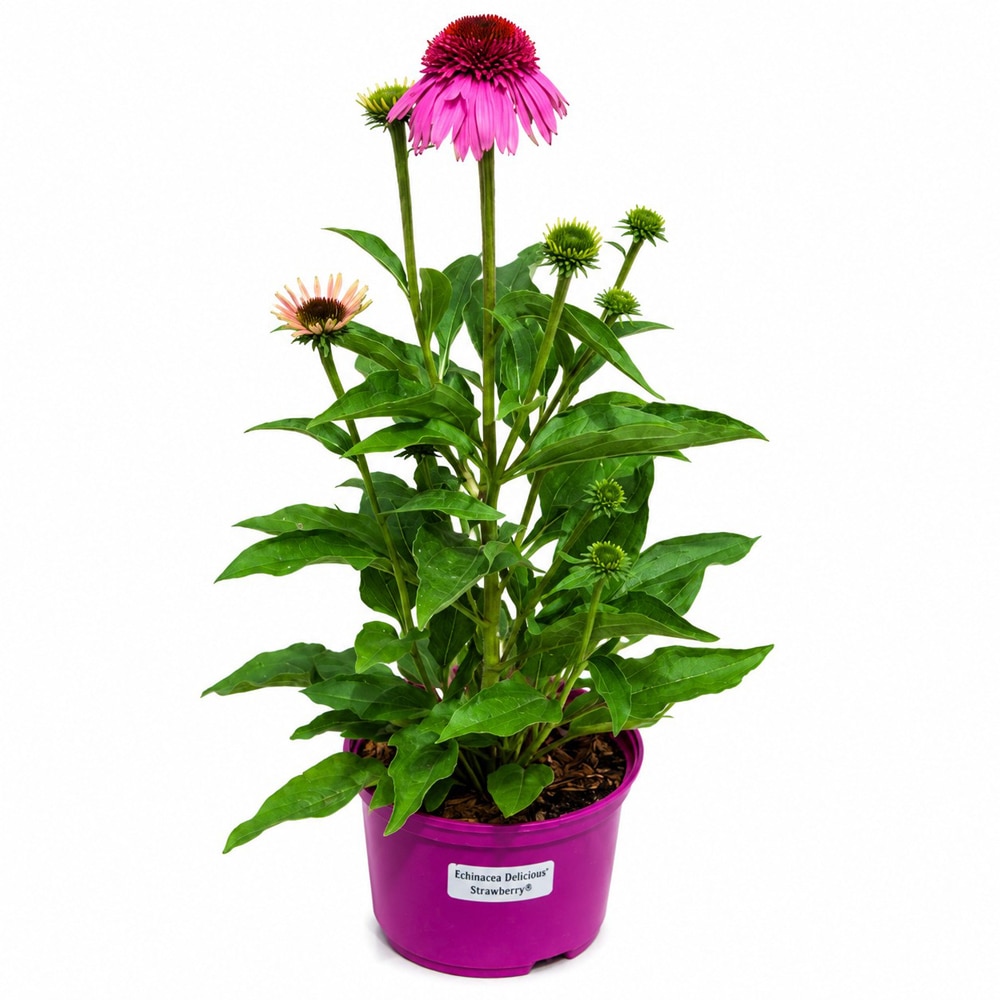 Echinacea roz (Echinacea Delicious Strawberry), H 45 cm