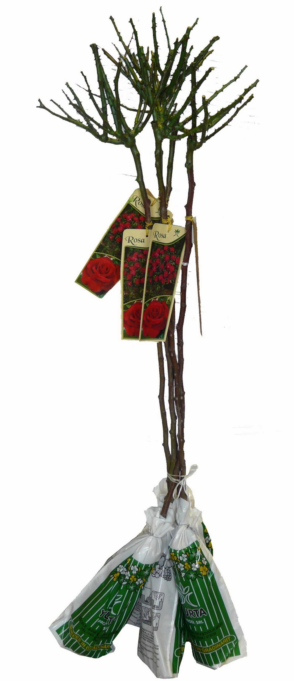 Trandafir port inalt