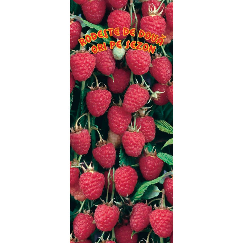 Arbust fructifier, zmeur