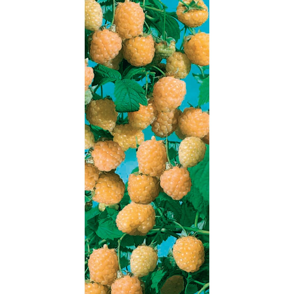 Arbust fructifier, zmeur