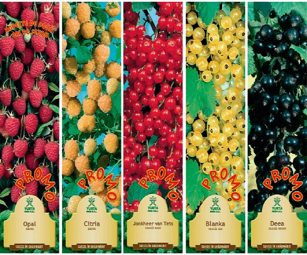 Arbust fructifier, zmeur