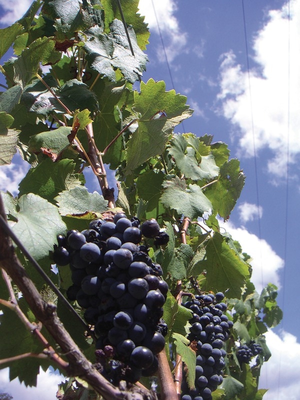 Butasi struguri de masa, altoiti