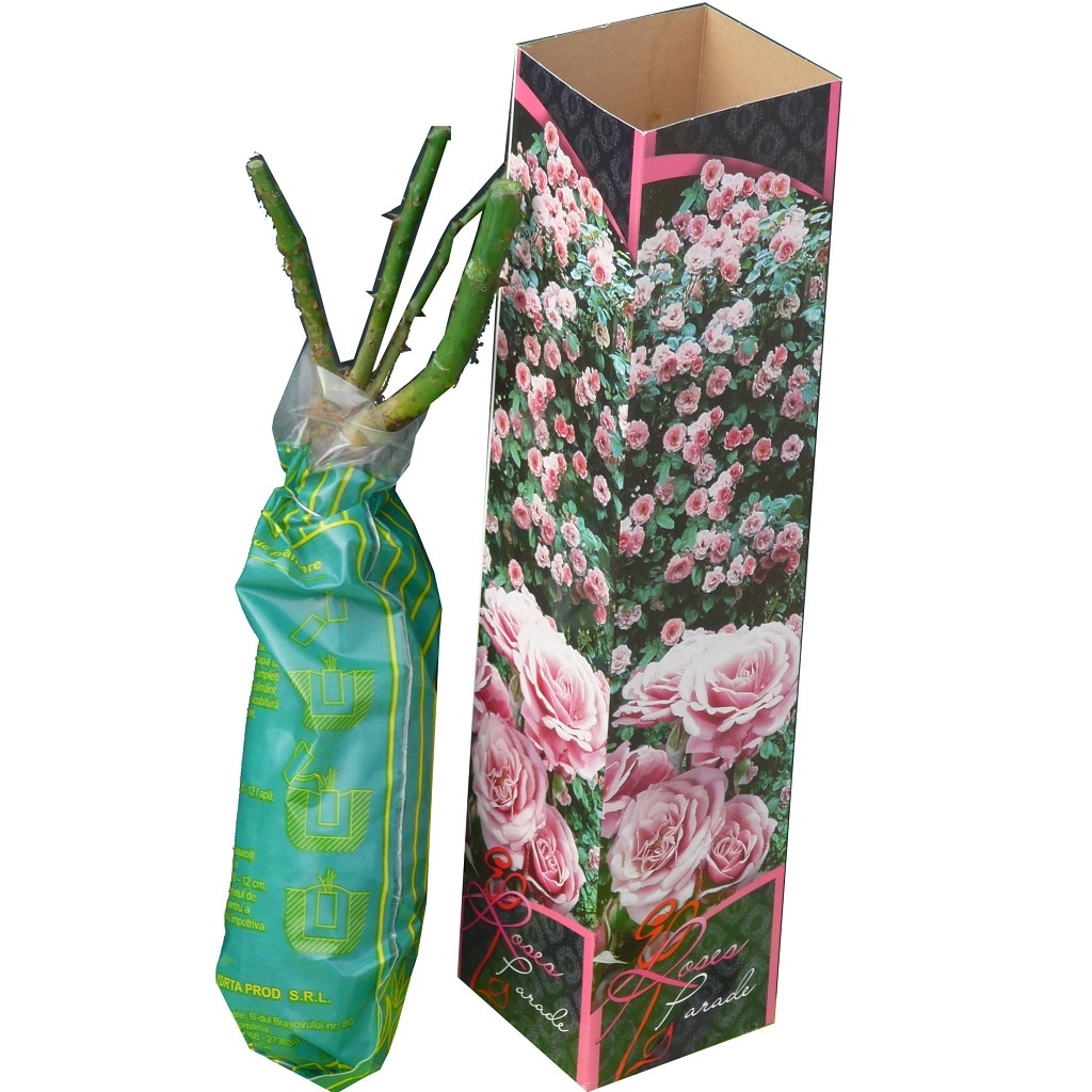 Trandafiri butasi - diferite culori