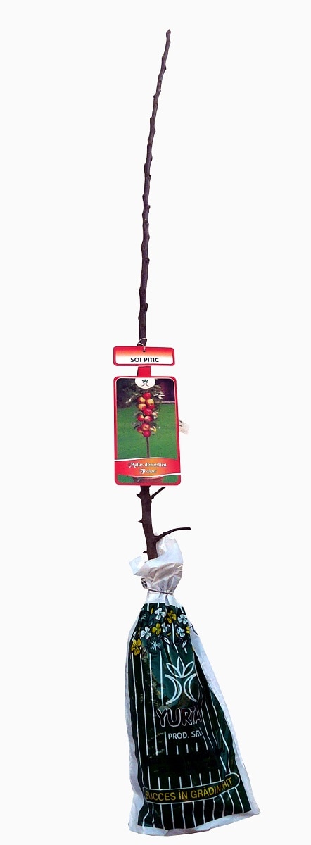 Pomi fructiferi pitici si columnari