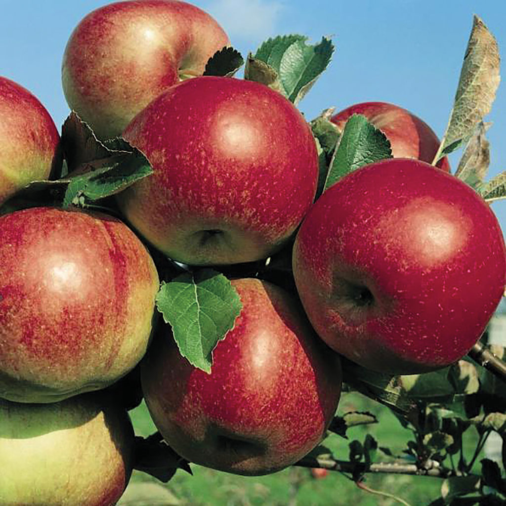 Pom fructifer, mar, coaja rosie, 120 cm