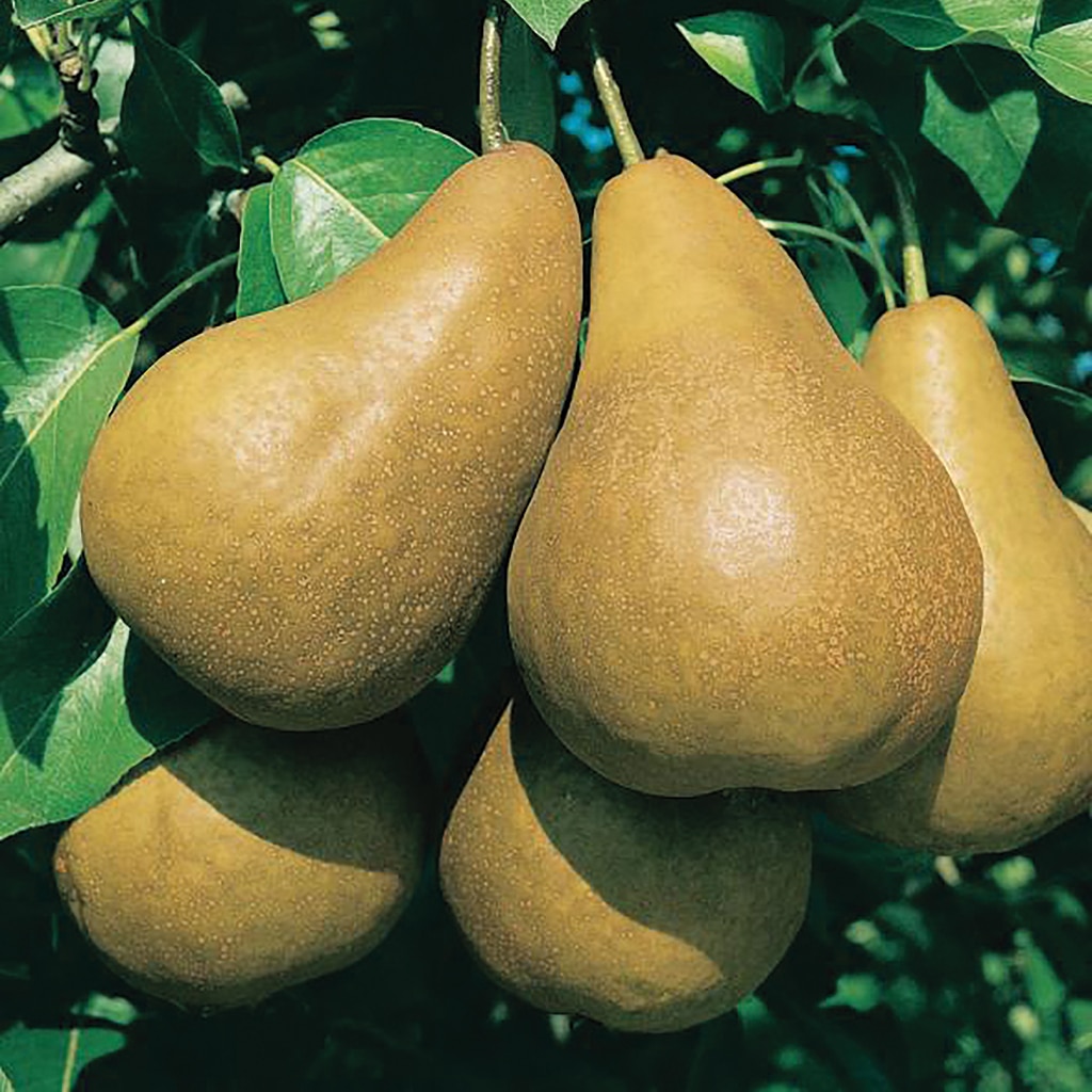 Pom fructifer, par, coaja galbena, 120 cm