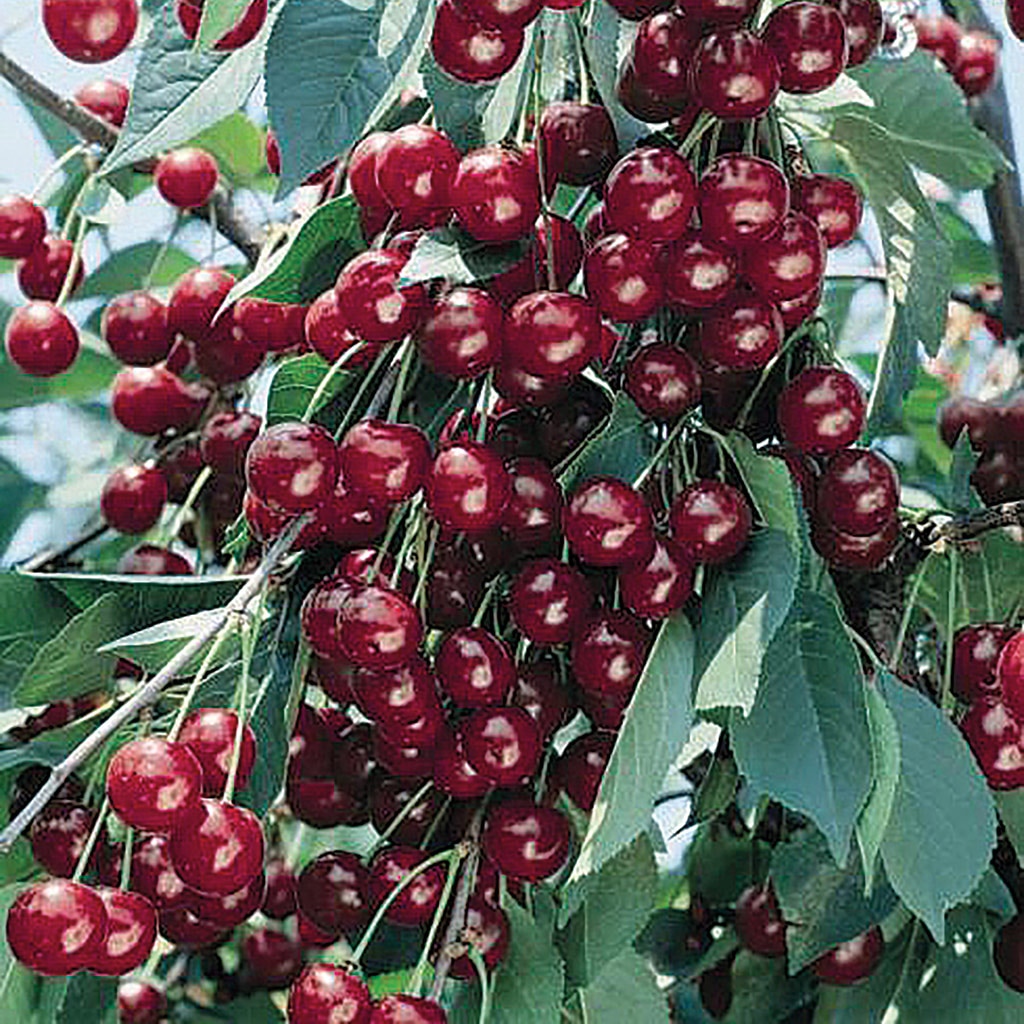 Pom fructifer, cires, coaja rosie