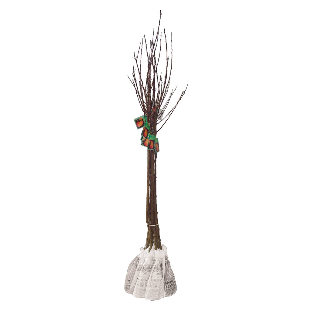 Pom fructifer, cais, coaja portocalie