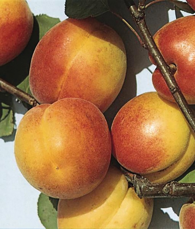 Pom fructifer, piersic, nectarin