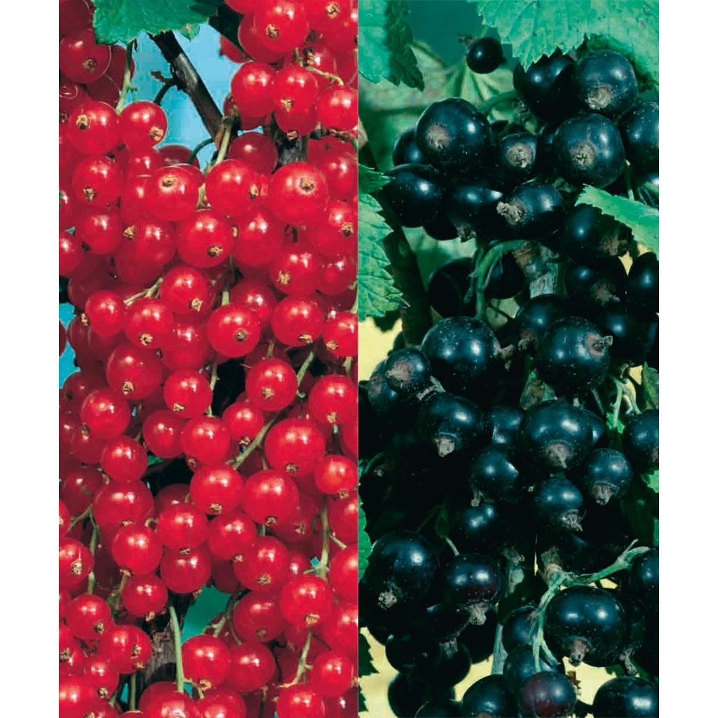 Arbust fructifier, mix soiuri coacaz