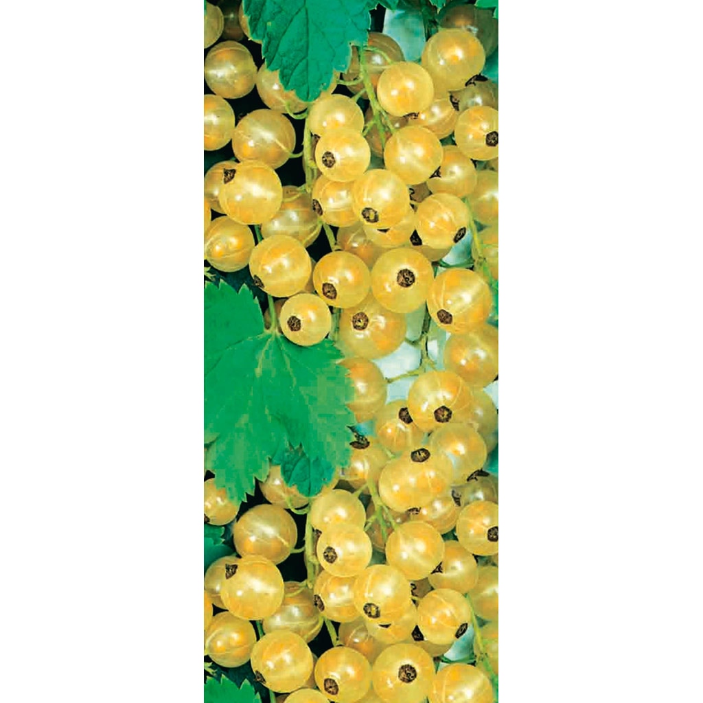 Arbust fructifier, agris