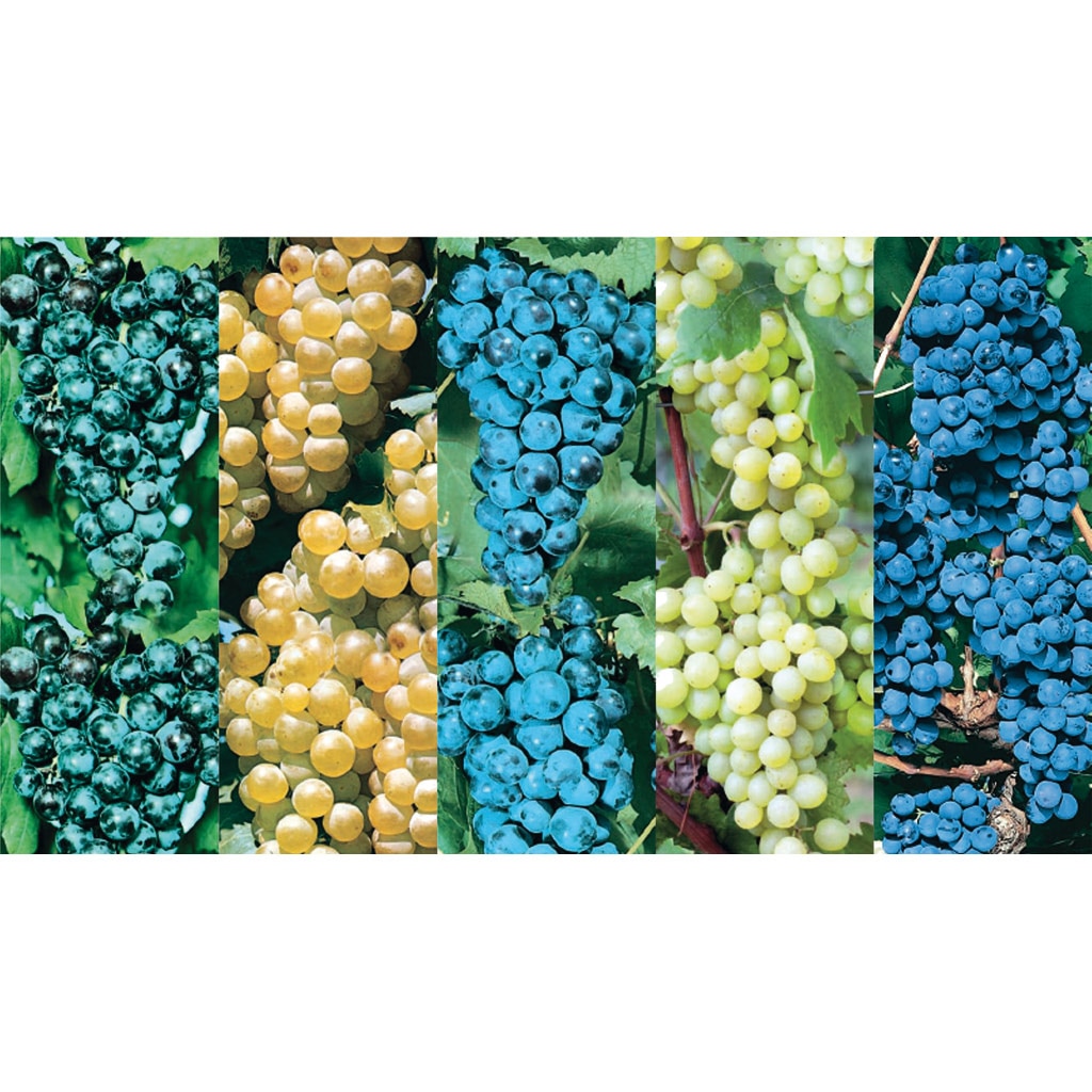 Butasi struguri de vin