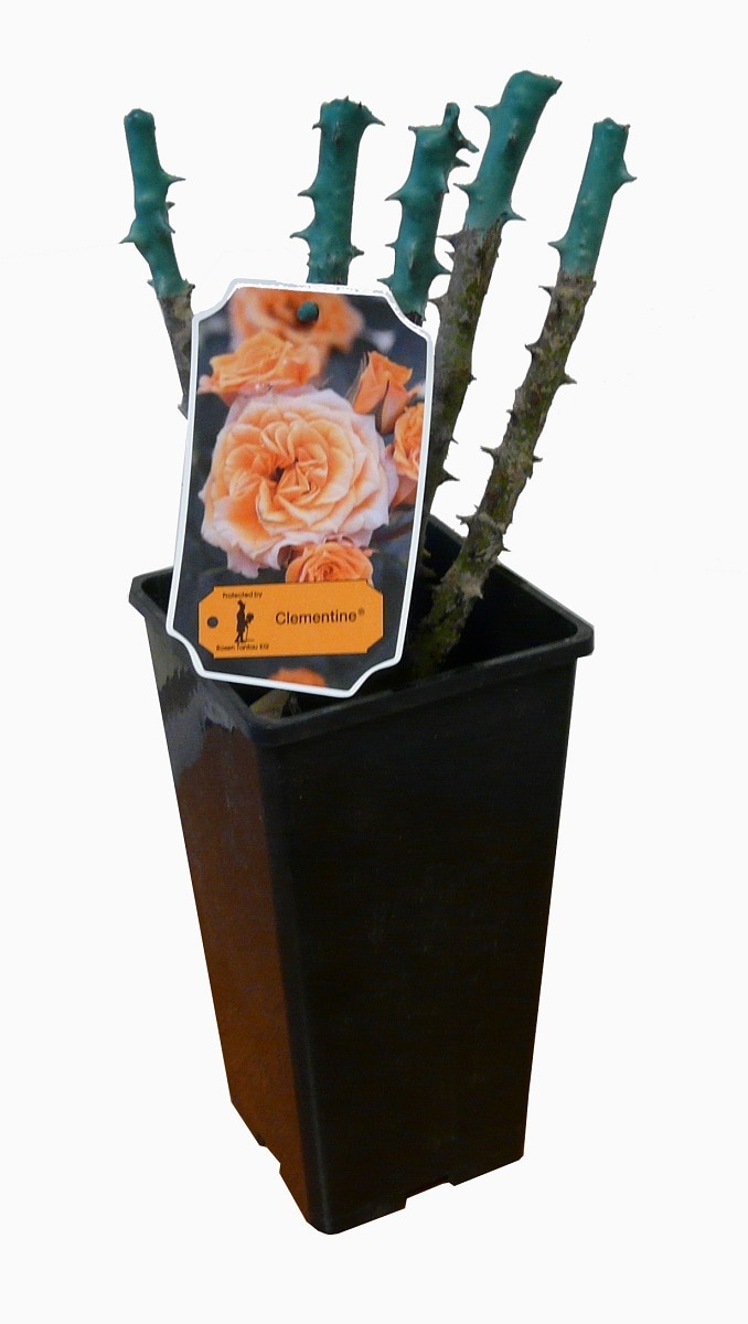 Trandafir pitic Clementine, in ghiveci