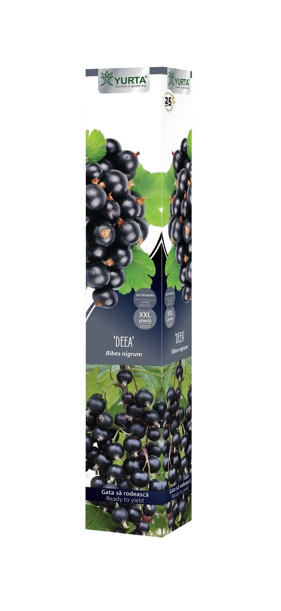 Arbust fructifier, butas coacaz, coaja neagra