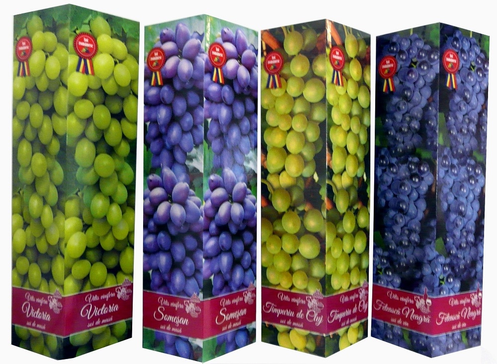 Butasi struguri, soi romanesc