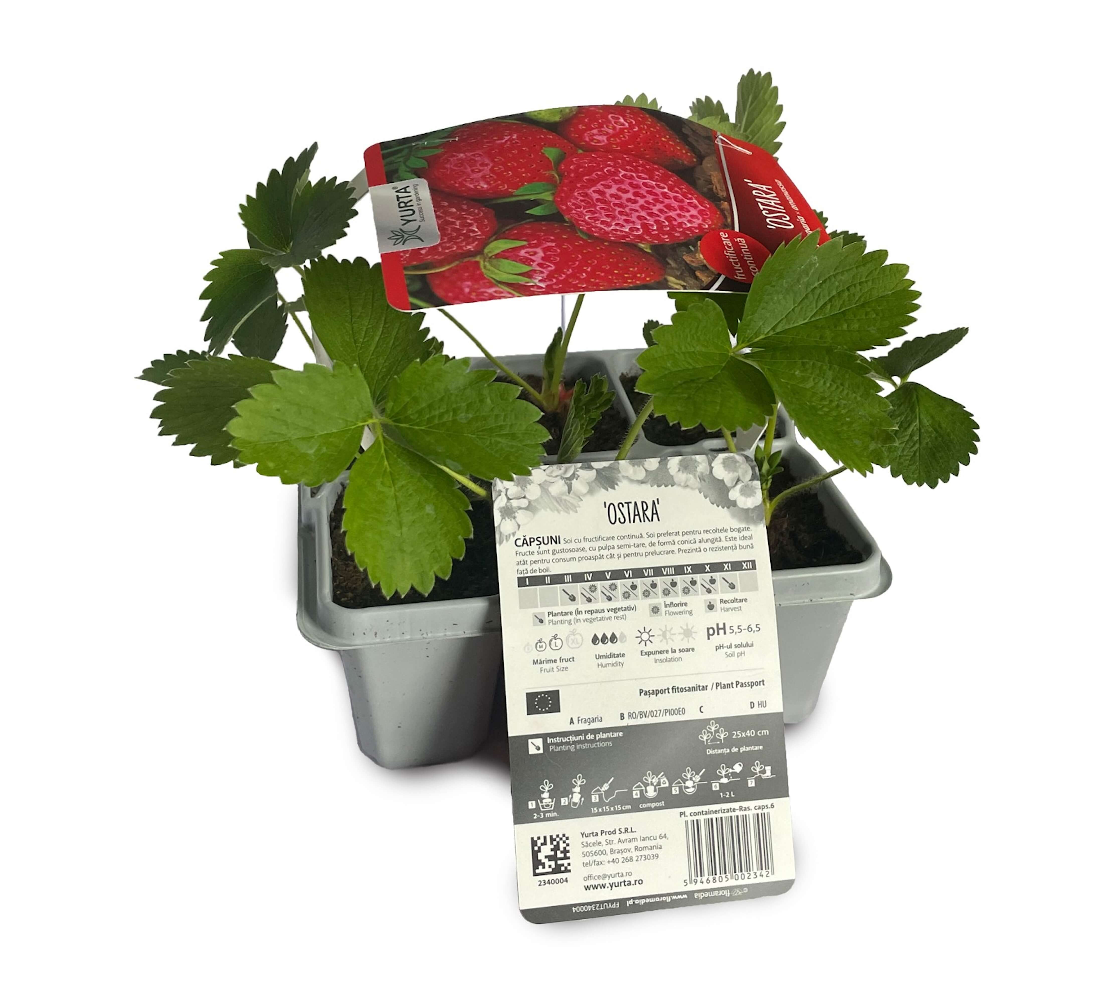 Tavita cu 6 rasaduri capsuni