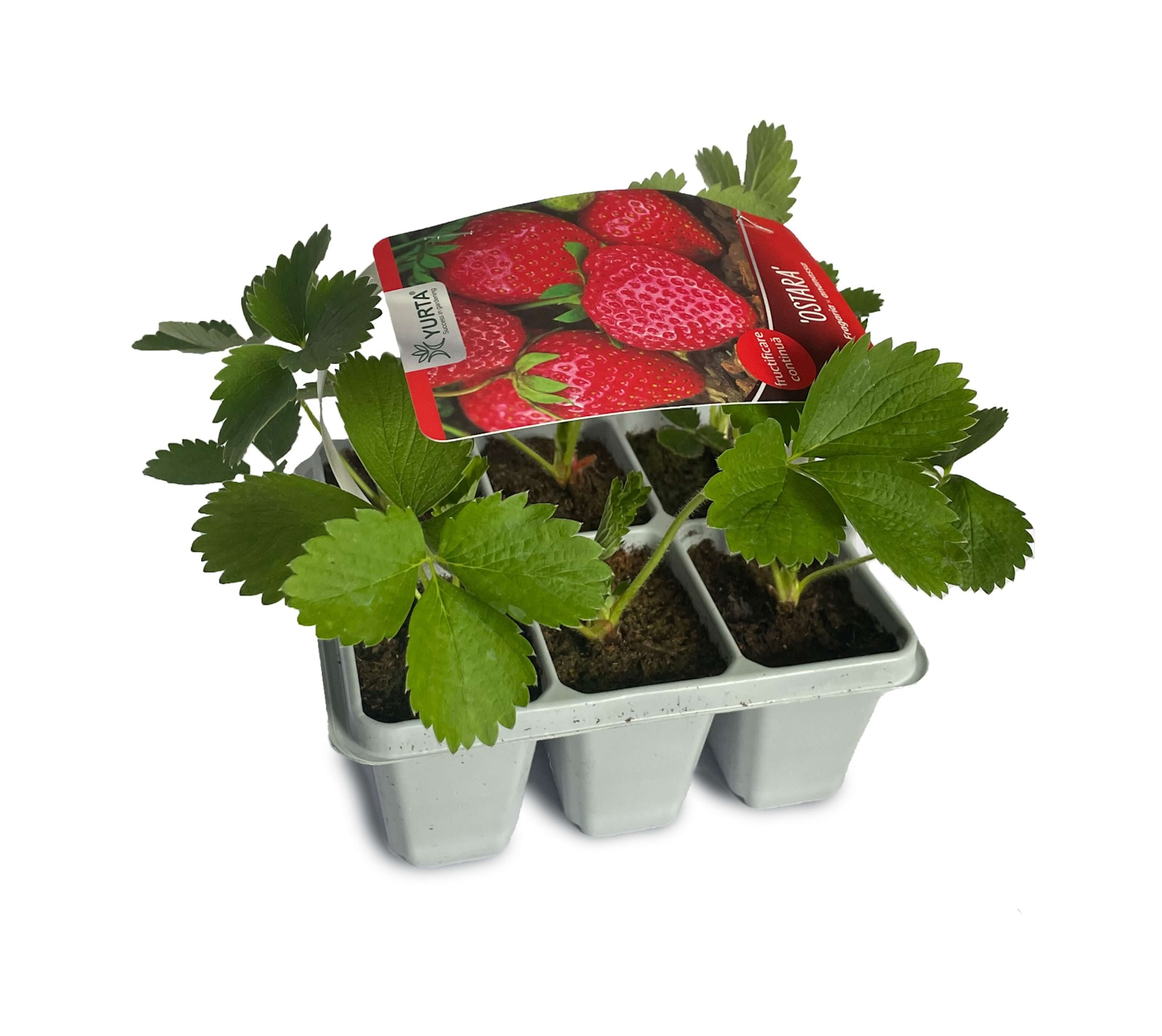 Tavita cu 6 rasaduri capsuni