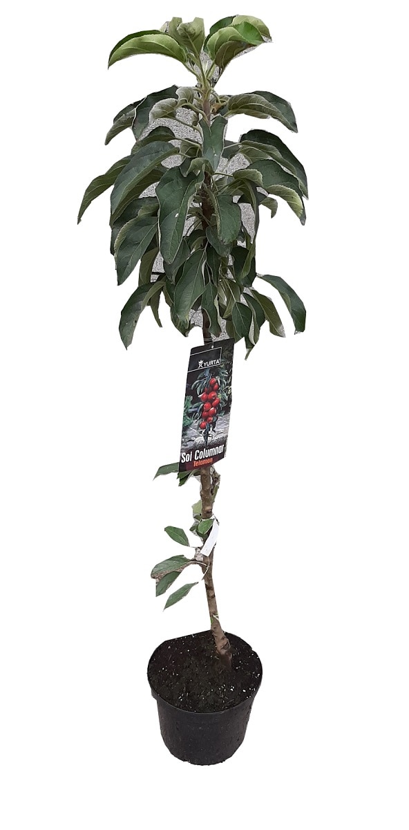 Pom fructifer columnar