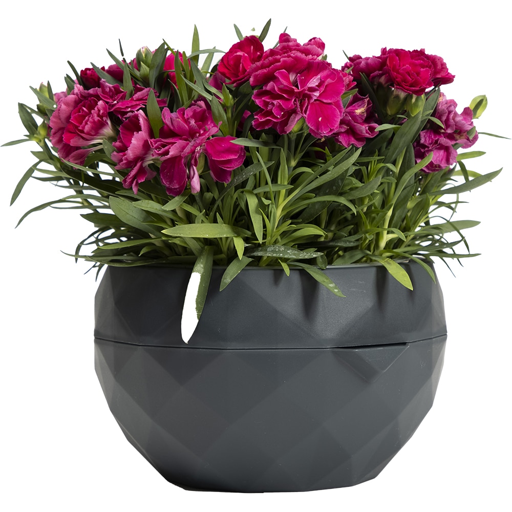 Ghiveci Allium, 20 cm, antracit