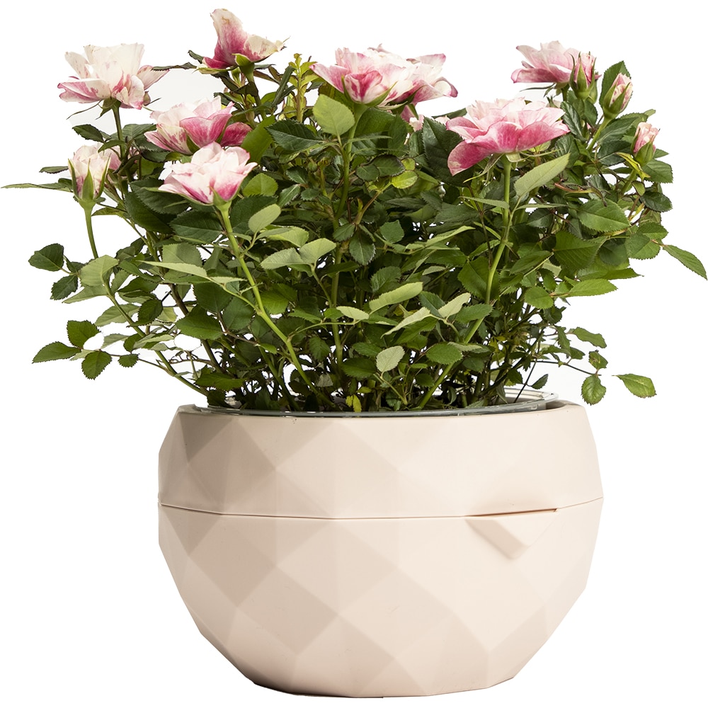 Ghiveci Allium, 20 cm, roz