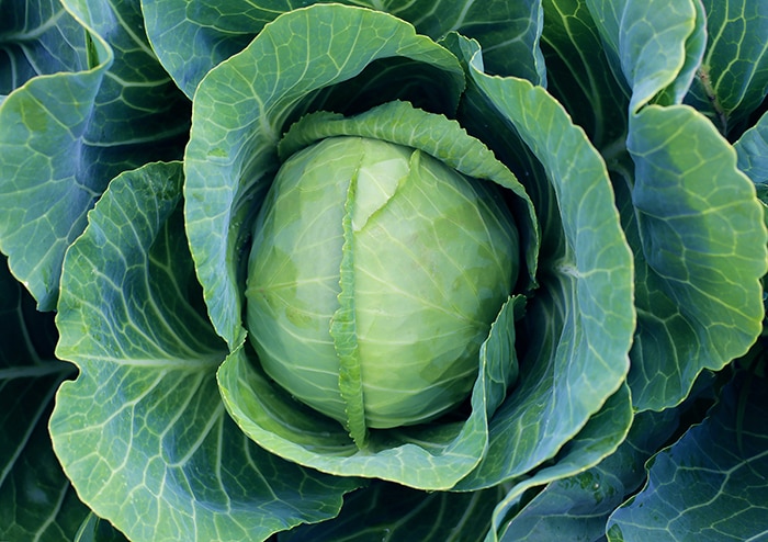 Seminte varza de Buzau