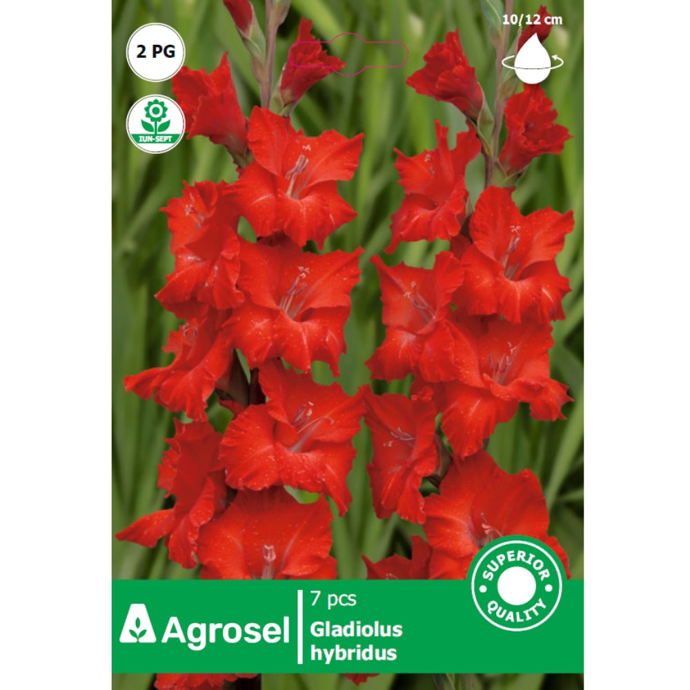 Bulbi Gladiole AGROSEL, rosu