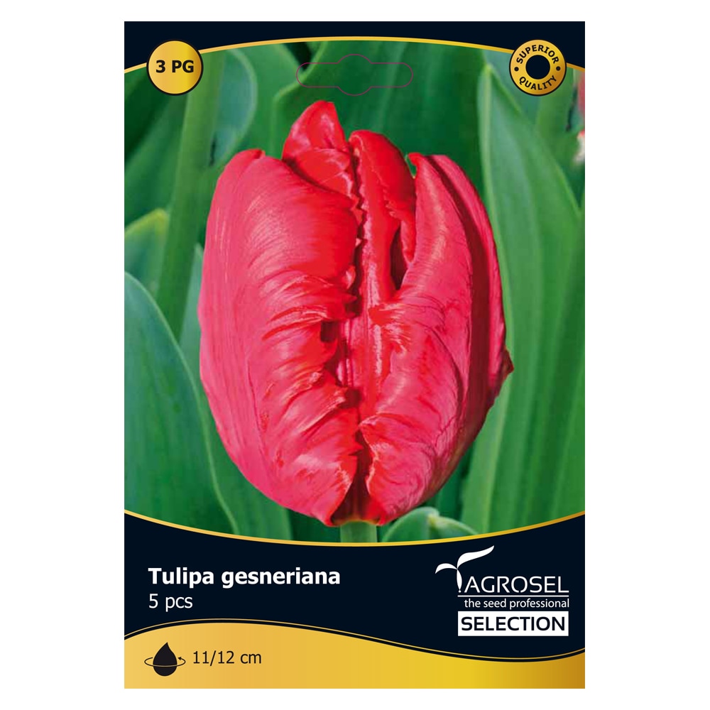 Bulbi Lalea Giant Parrot AGROSEL SELECTION, rosu