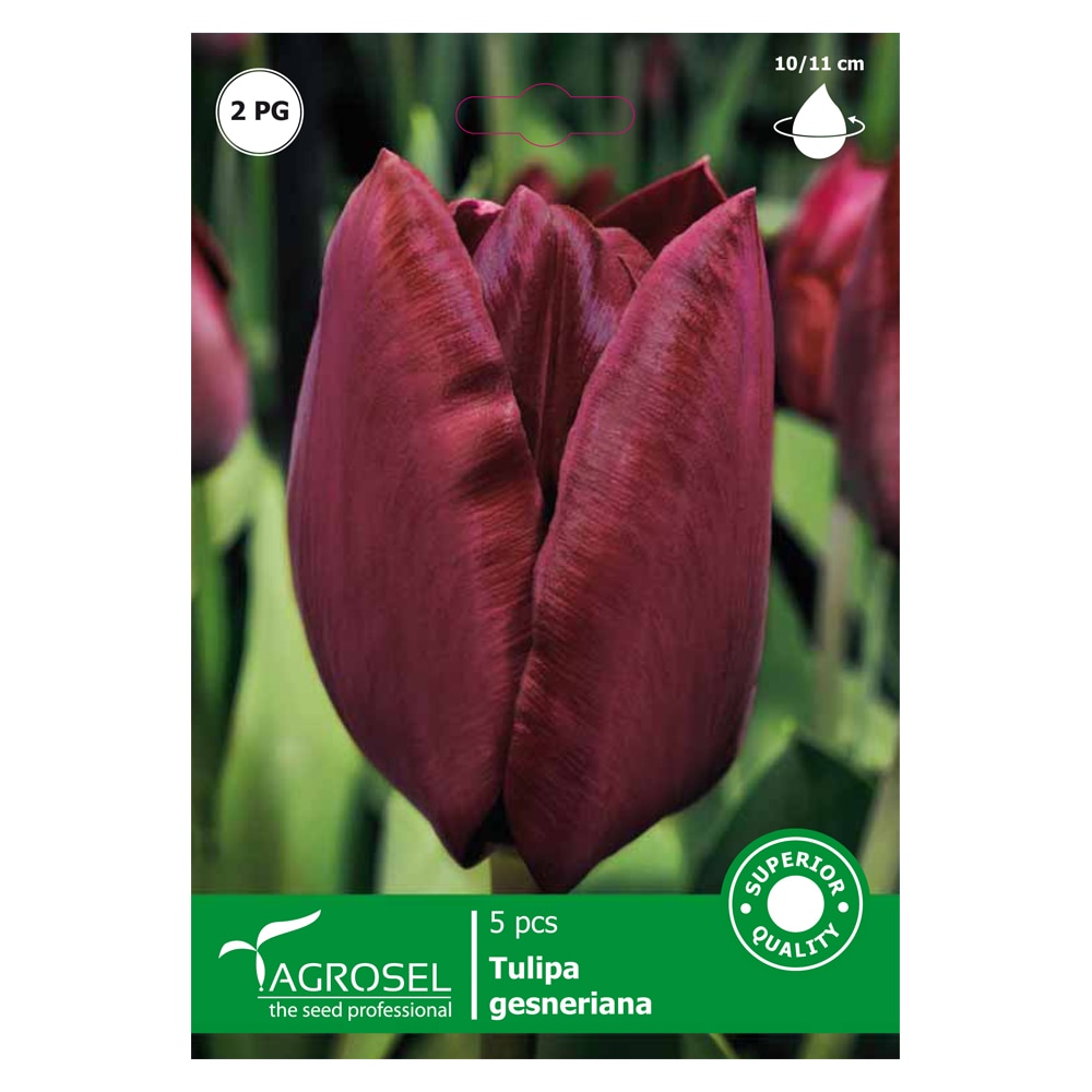 Bulbi Lalea Havran AGROSEL, visiniu