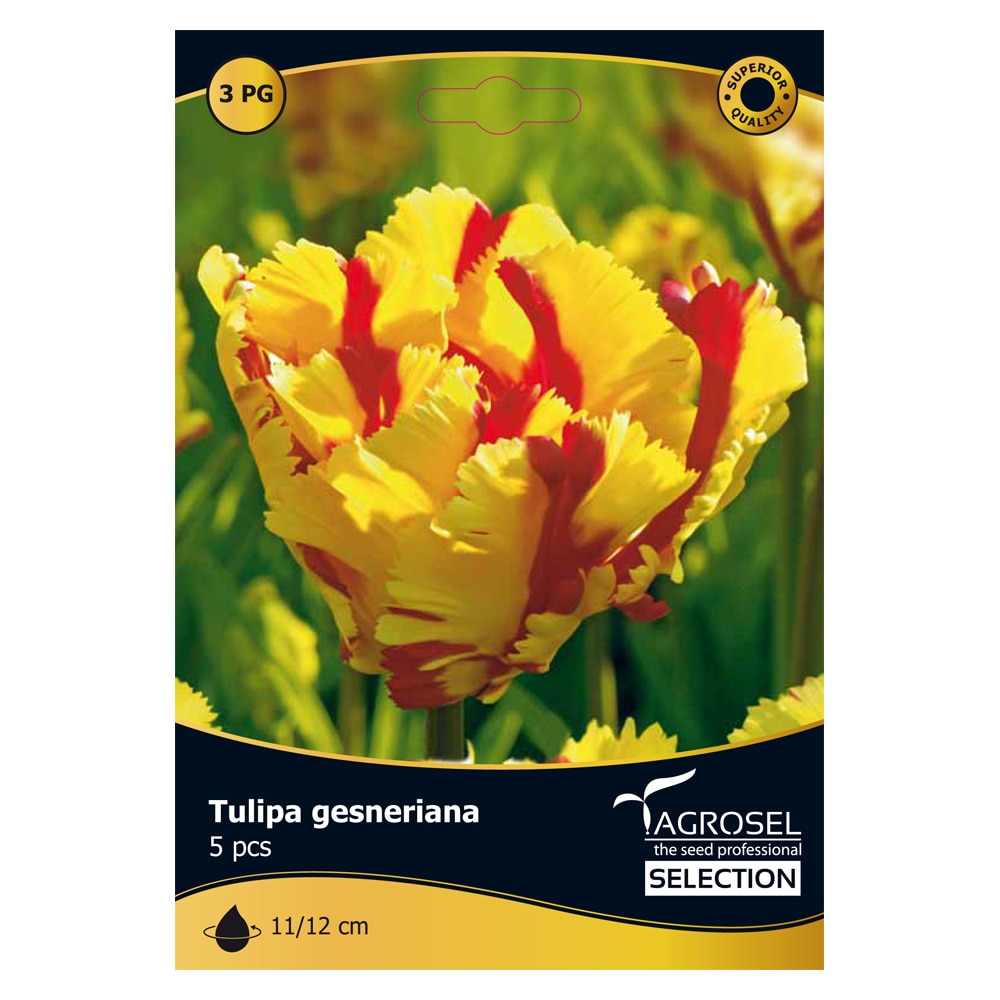Bulbi Lalea Flaming Parrot AGROSEL SELECTION, galben-rosu