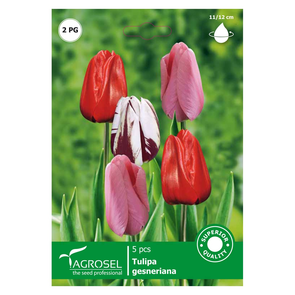 Bulbi Lalea Triumph AGROSEL, mix