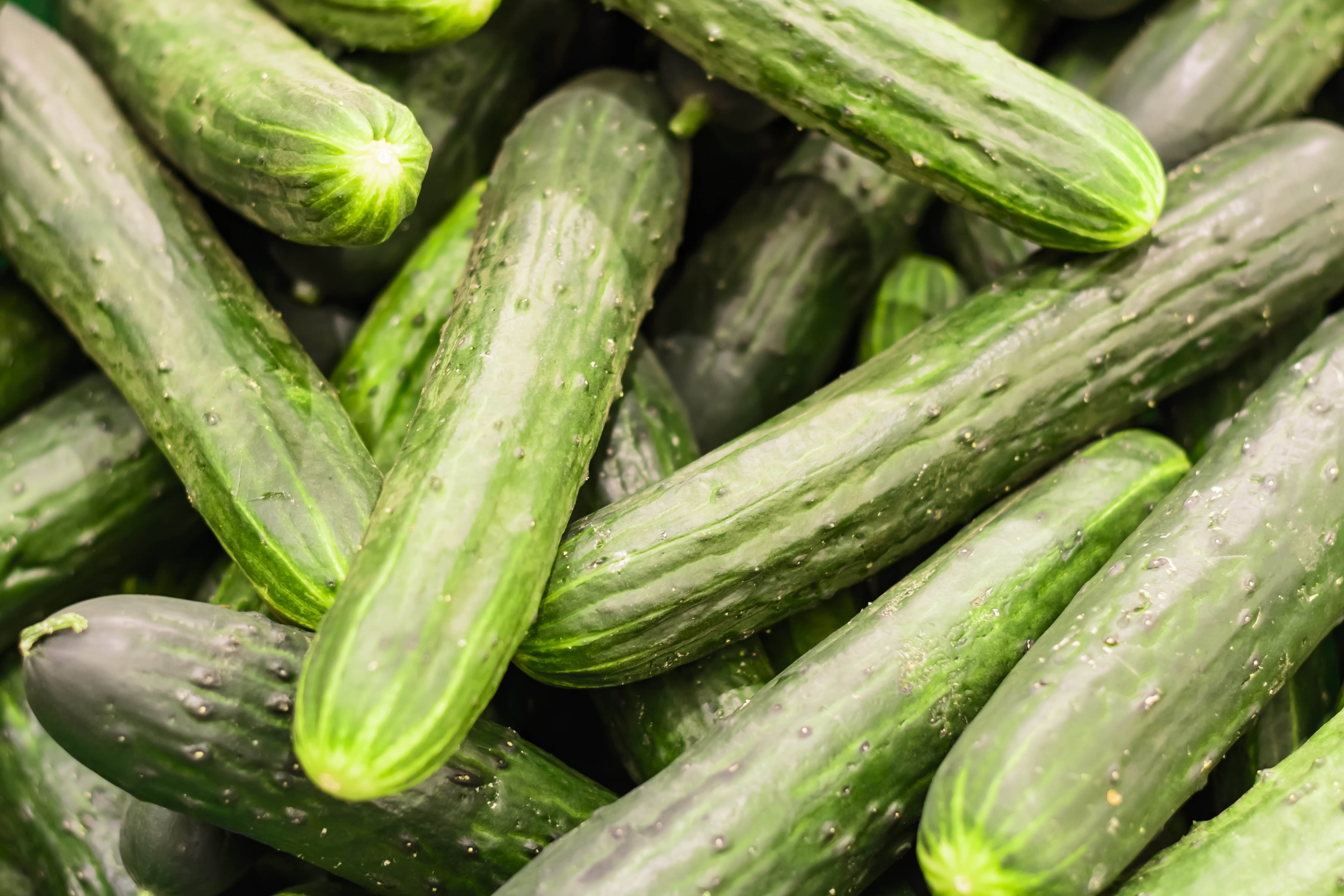 Seminte castraveti Crisan  Agrosel