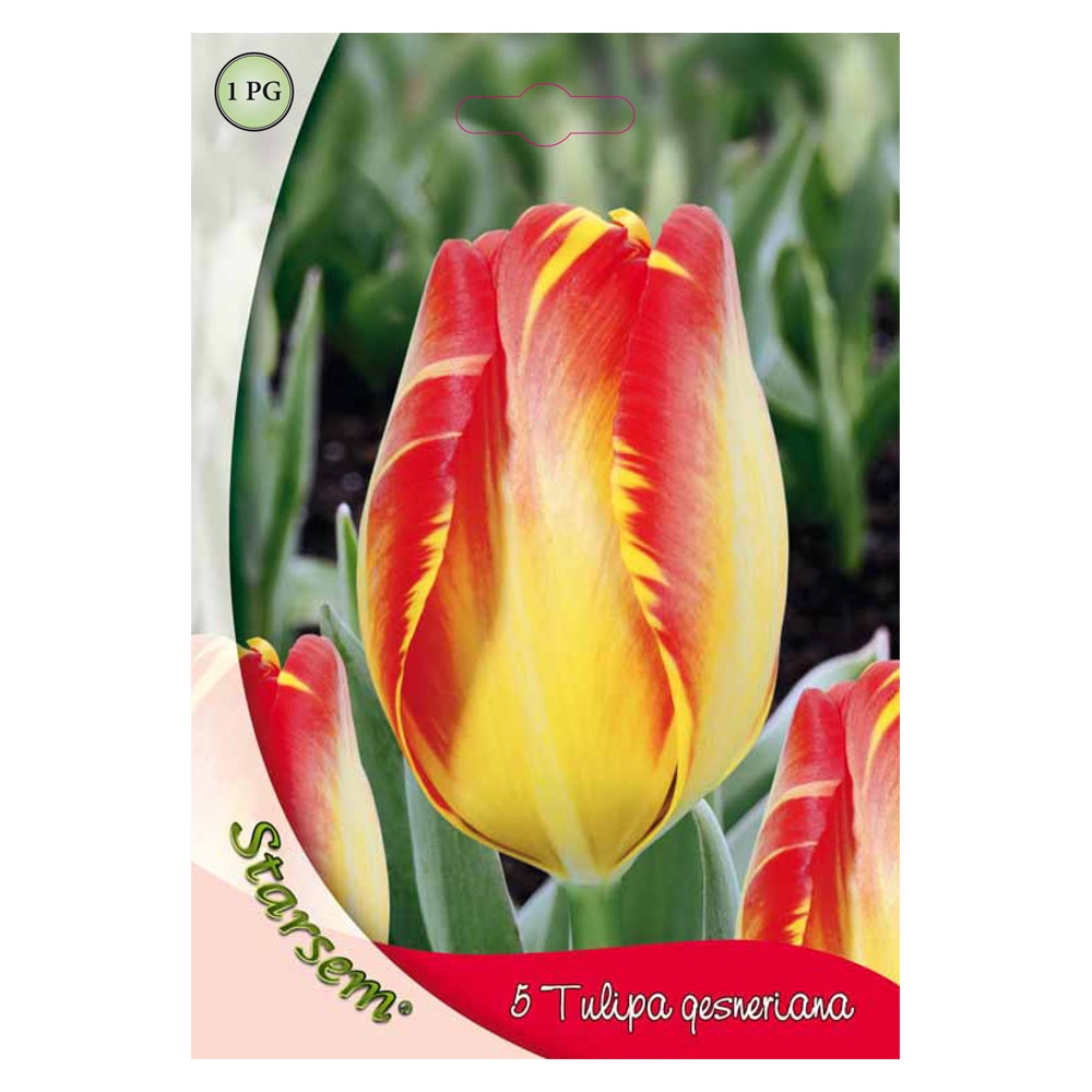 Bulbi Lalea Banja Luka STARSEM, rosu-galben