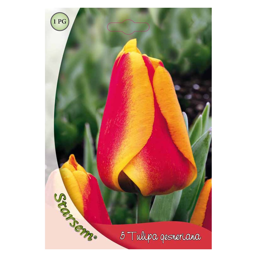 Bulbi Lalea Apeldoorn S Elite STARSEM, rosu-galben