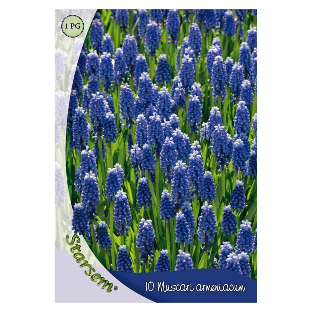Bulbi Muscari Armeniacum STARDEM, albastru