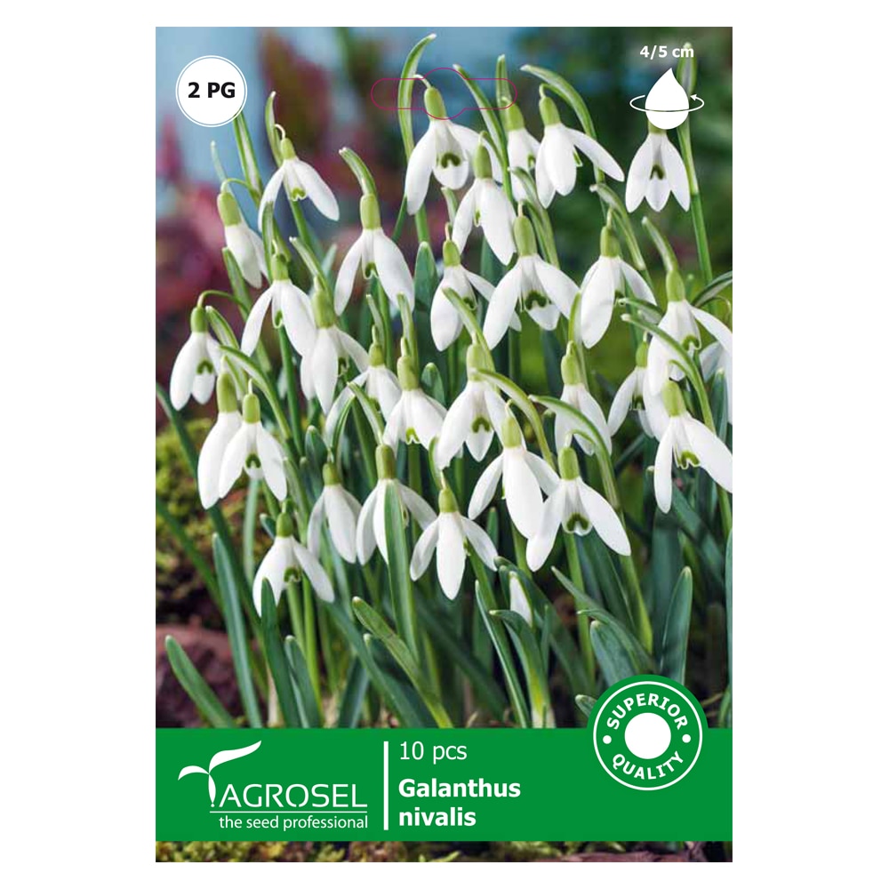 Bulbi Galanthus Nivalis AGROSEL, alb