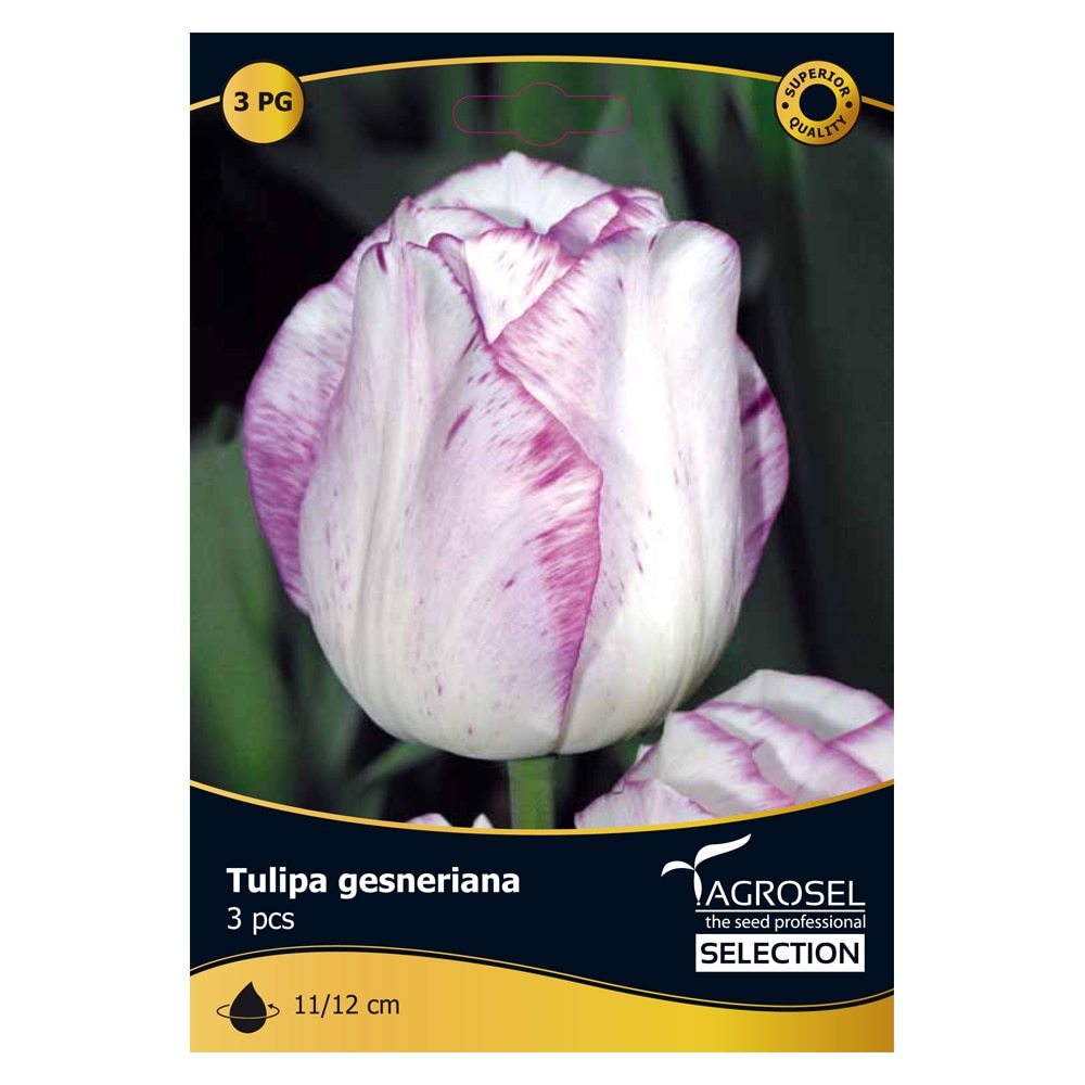 Bulbi Lalea Double Shirley AGROSEL SELECTION, alb-mov