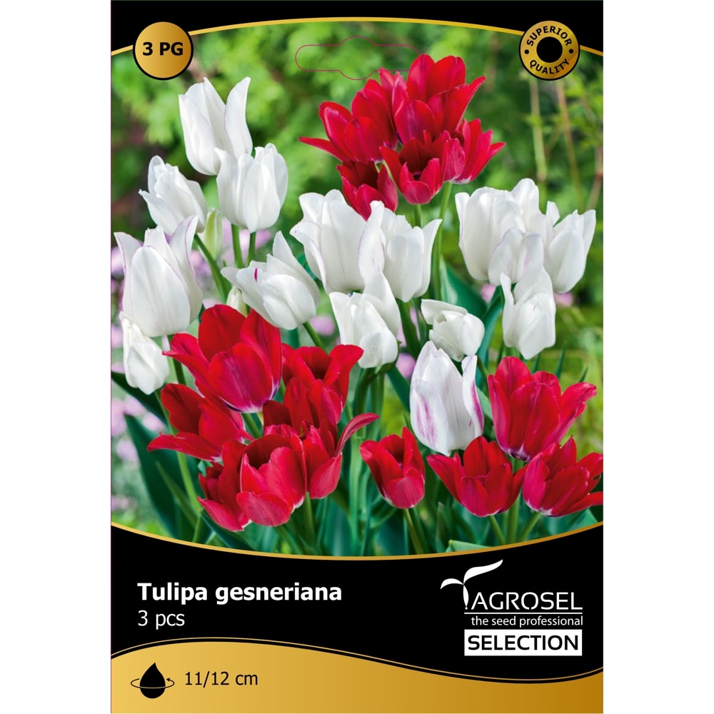 Bulbi Lalea Club Mix AGROSEL SELECTION