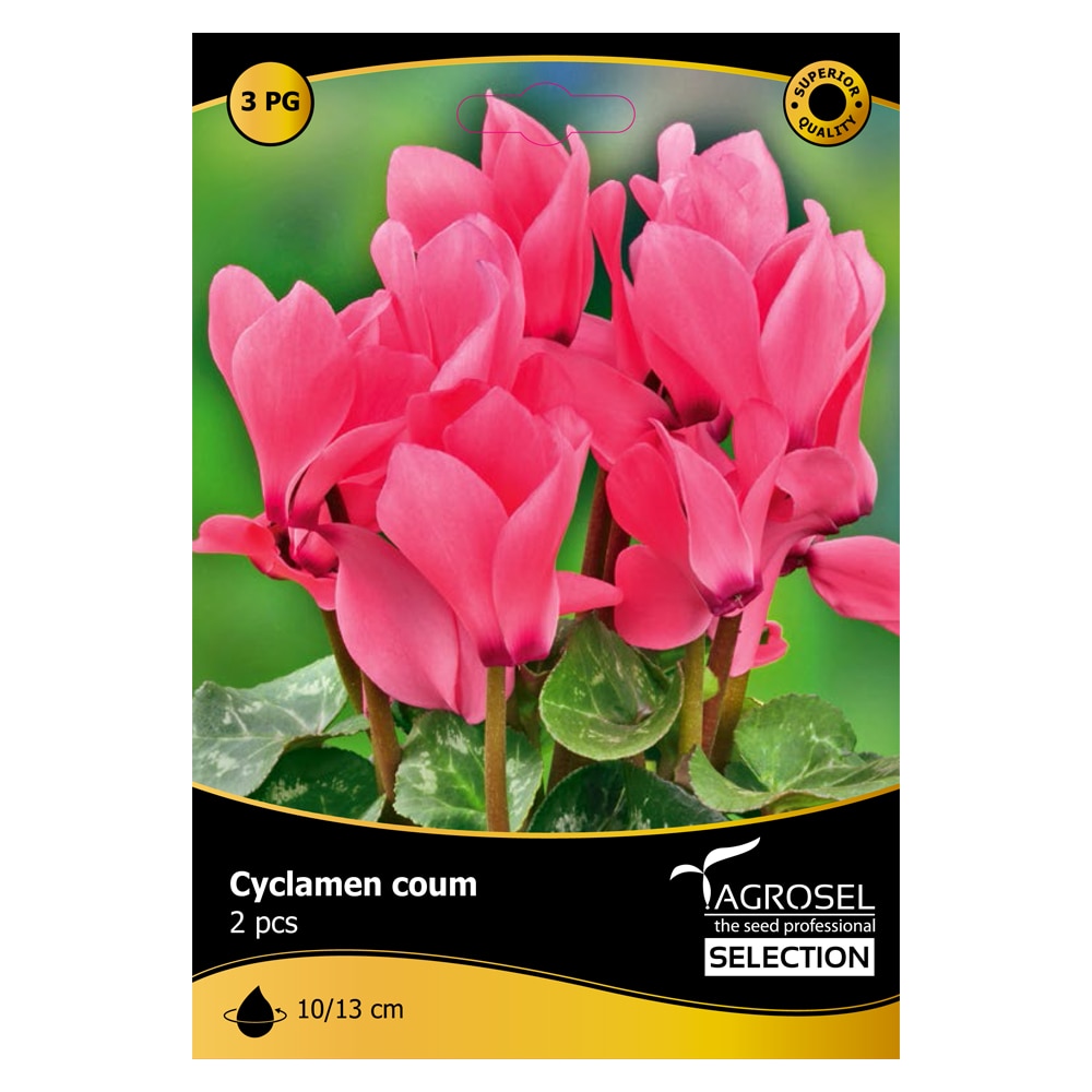 Bulbi Cyclamen Coum AGROSEL SELECTION, roz