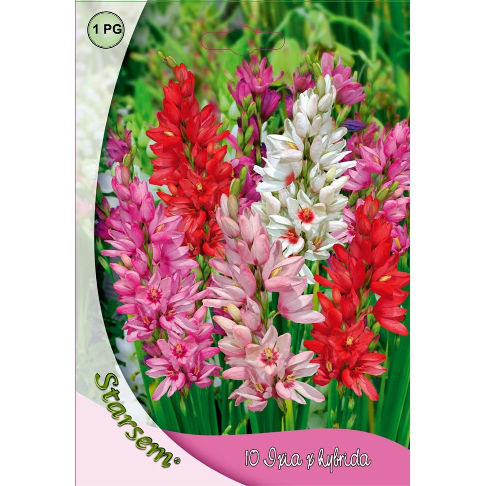 Bulbi Ixia STARSEM, mix