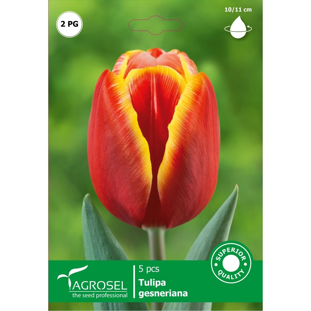 Bulbi Lalea Esta Bonita AGROSEL, rosu-galben