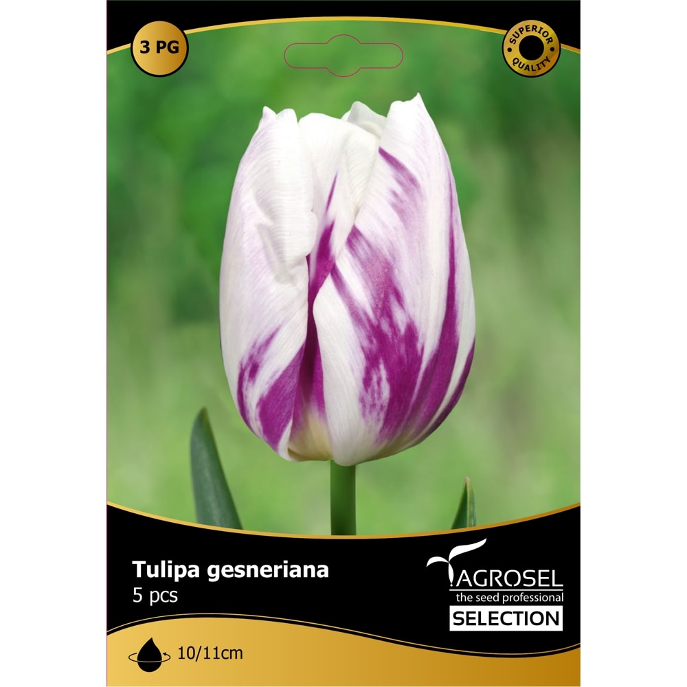 Bulbi Lalea Flaming Flag AGROSEL, alb-mov