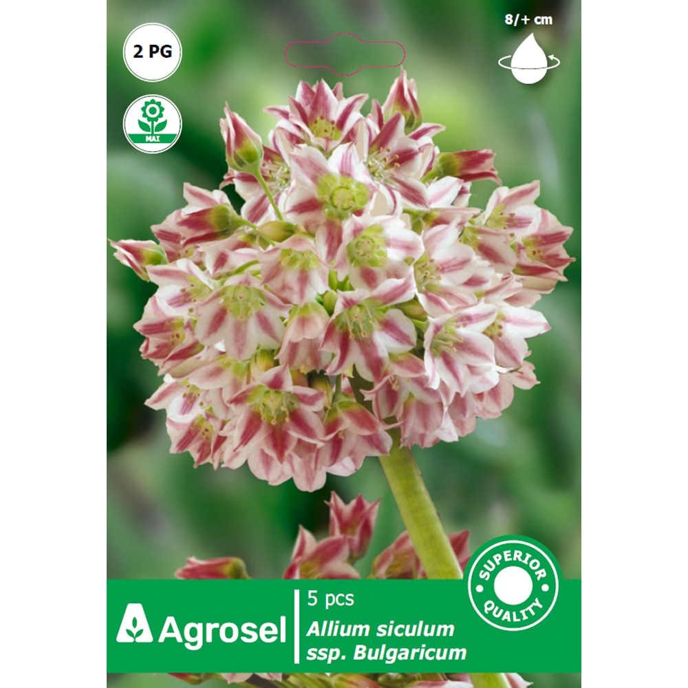 Bulbi allium Bulgaricum AGROSEL, 5 bucati