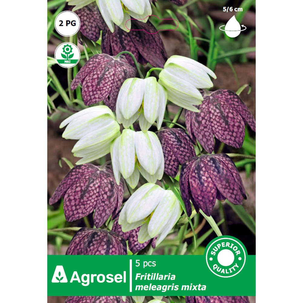 Bulbi fritillaria Meleagris Mix AGROSEL, 5 bucati