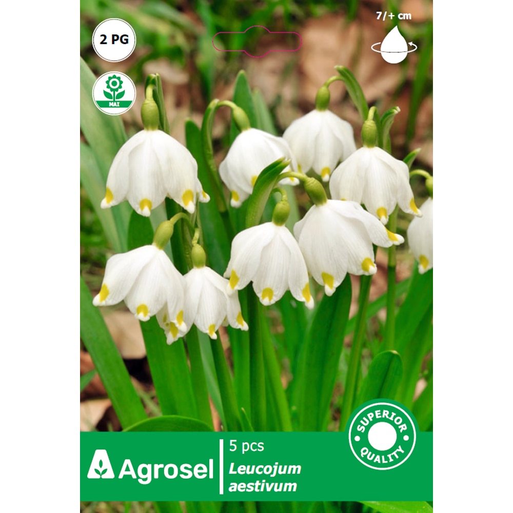 Bulbi ghiocei de vara AGROSEL, 5 bucati