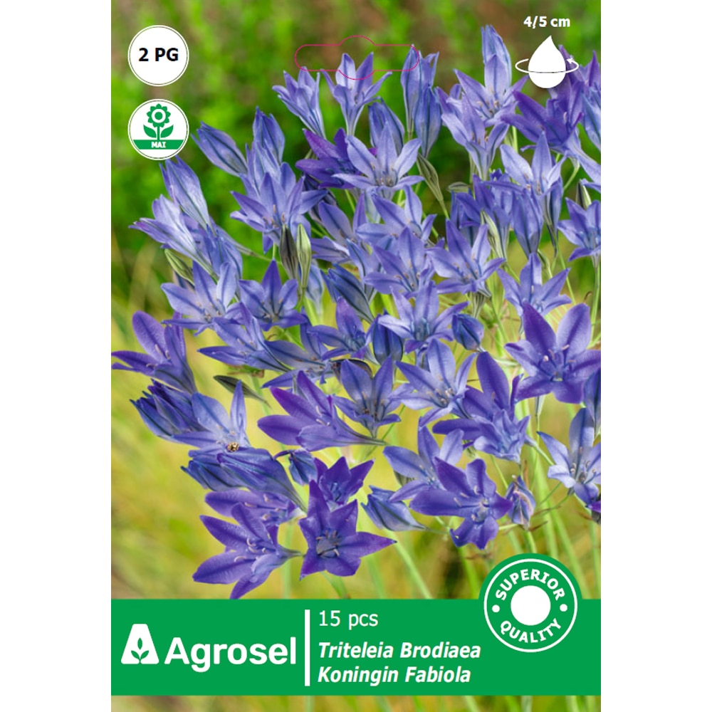 Bulbi triteleia Fabiola AGROSEL, 15 bucati