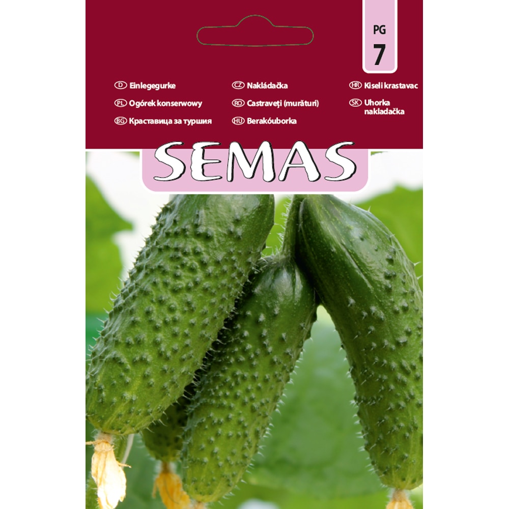 Castraveti Siret F1 SEMAS, 20 bucati