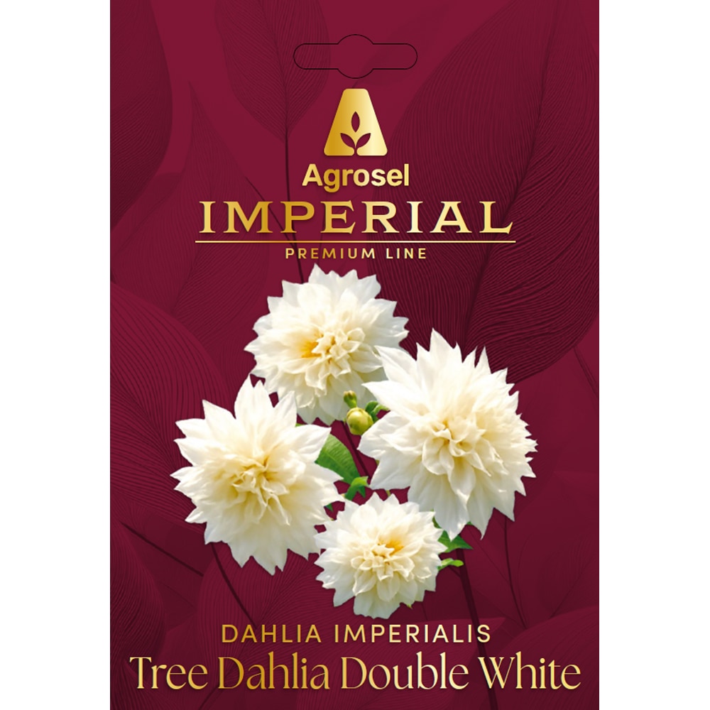 Dhalia Imperialis Tree Dhalia Double White AGROSEL, 1 bulb