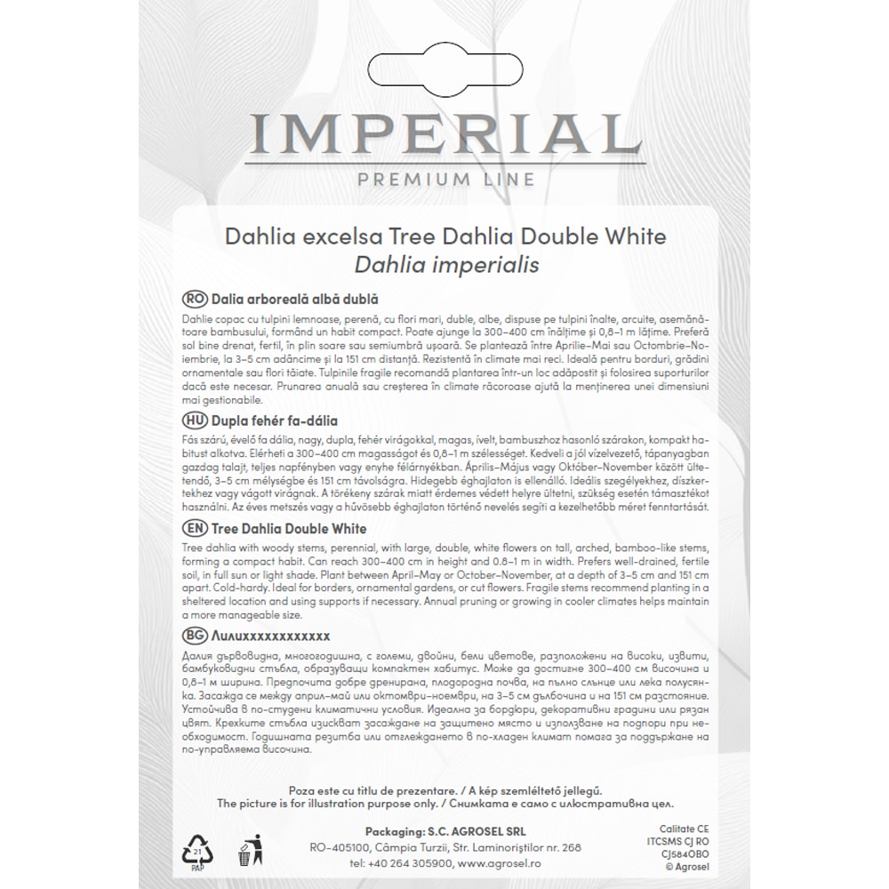 Dhalia Imperialis Tree Dhalia Double White AGROSEL, 1 bulb