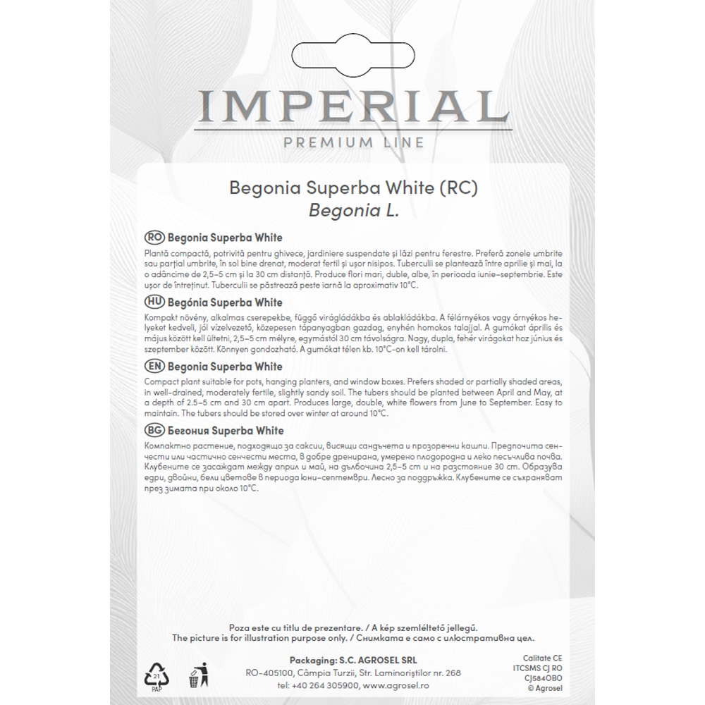 Begonia Superba White AGROSEL, 3 bulbi