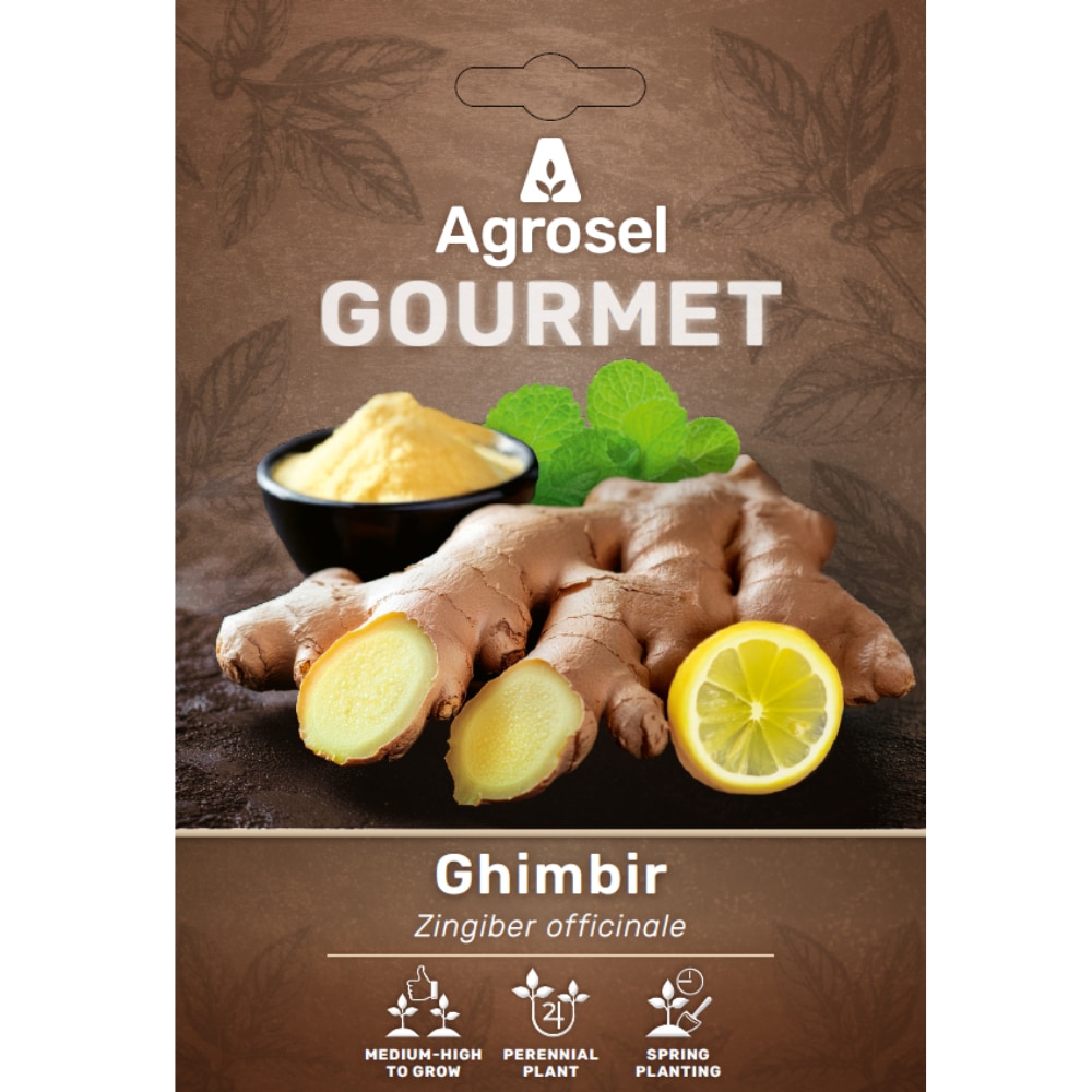 Ghimbir AGROSEL Zingiber Officinale